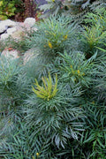  Soft Caress Mahonia - 1 Gallon Pot