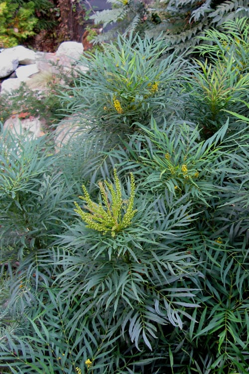  Soft Caress Mahonia - 3 Gallon Pot