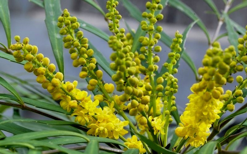  Soft Caress Mahonia - 1 Gallon Pot
