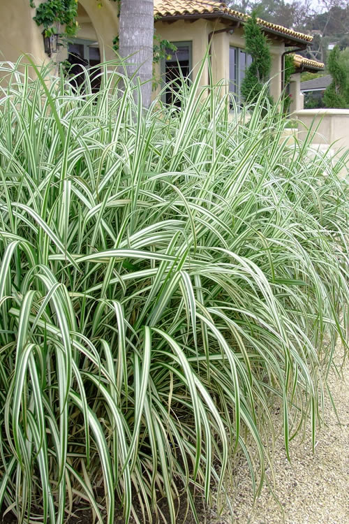  Variegated Maiden Grass - Miscanthus Sinensis 'Variegatus' - 6 Pack Of 1 Gallon Pots