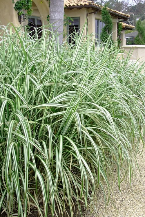  Variegated Maiden Grass - Miscanthus Sinensis 'Variegatus' - 6 Pack Of 1 Gallon Pots