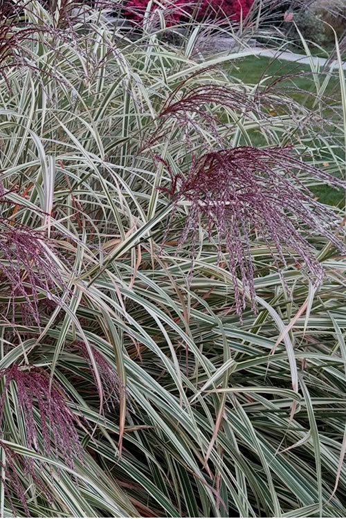  Variegated Maiden Grass - Miscanthus Sinensis 'Variegatus' - 3 Gallon Pot
