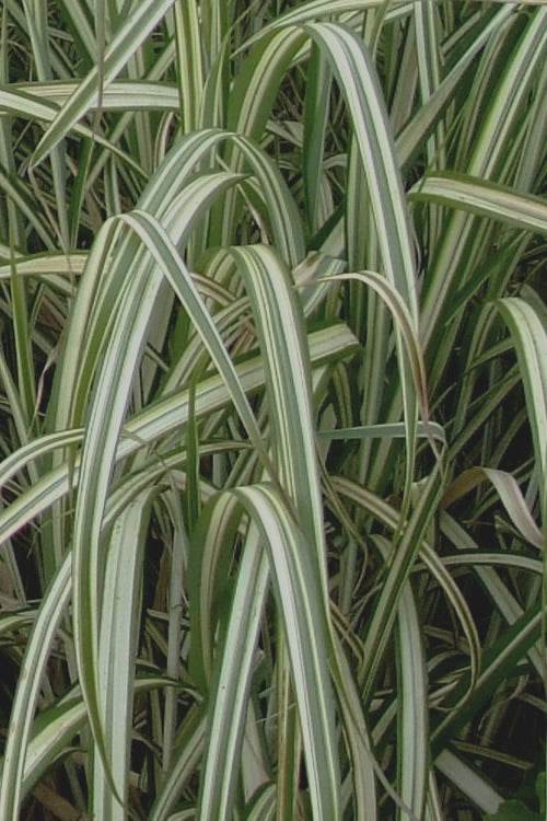  Variegated Maiden Grass - Miscanthus Sinensis 'Variegatus' - 3 Gallon Pot