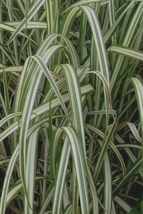  Variegated Maiden Grass - Miscanthus Sinensis 'Variegatus' - 6 Pack Of 1 Gallon Pots