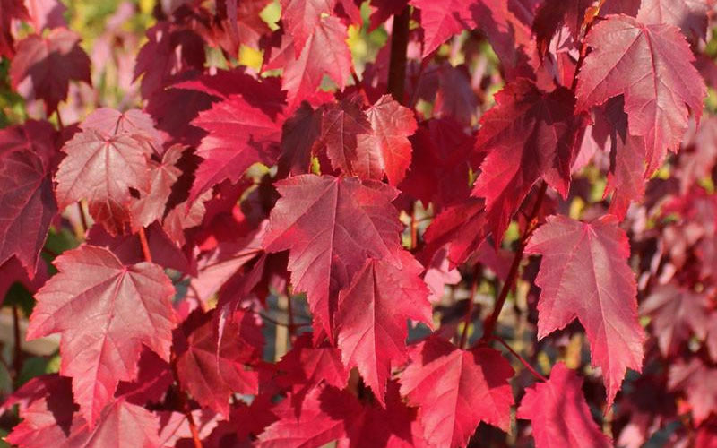  Brandywine Maple Tree - 7 Gallon Pot (6-7')