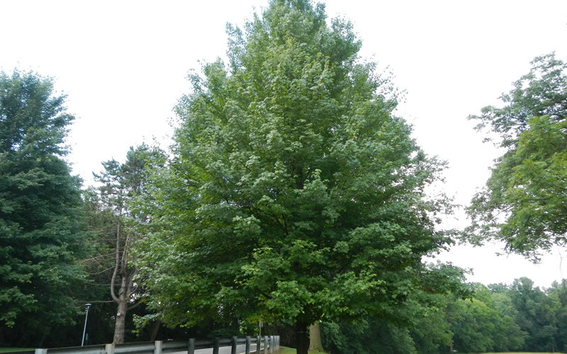  Brandywine Maple Tree - 7 Gallon Pot (6-7')
