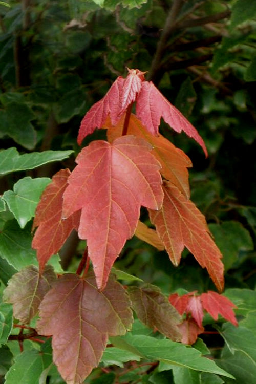  Summer Red Maple Tree - 5 Gallon Pot