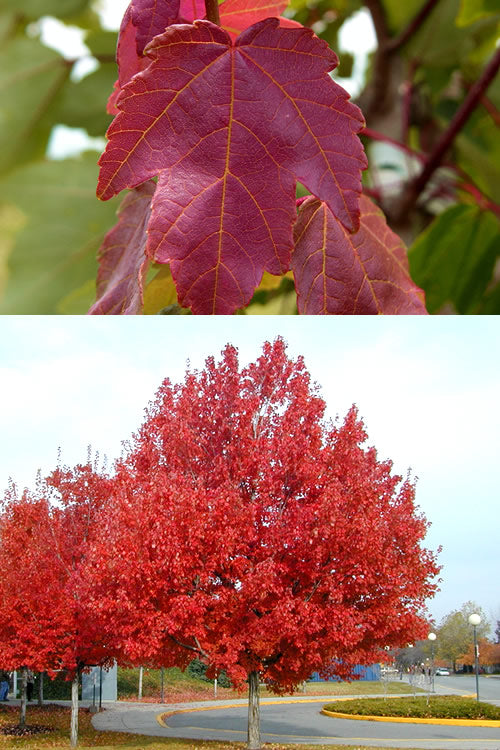  Summer Red Maple Tree - 5 Gallon Pot