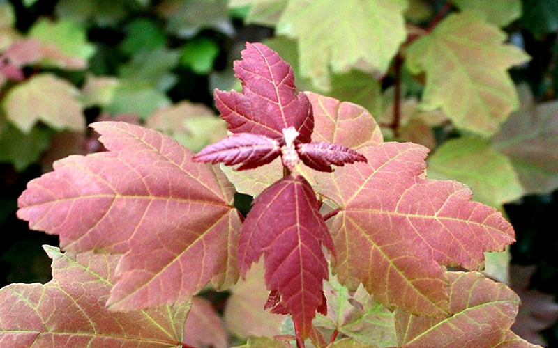  Summer Red Maple Tree - 5 Gallon Pot
