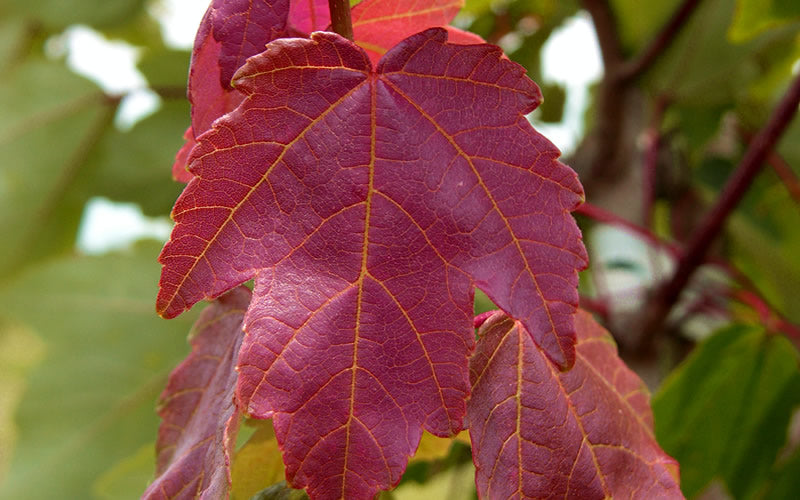  Summer Red Maple Tree - 5 Gallon Pot
