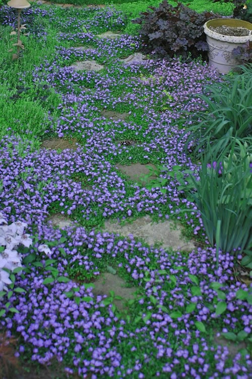  Blue Flowering Mazus - 18 Pack Of 3.5" Pint Pots