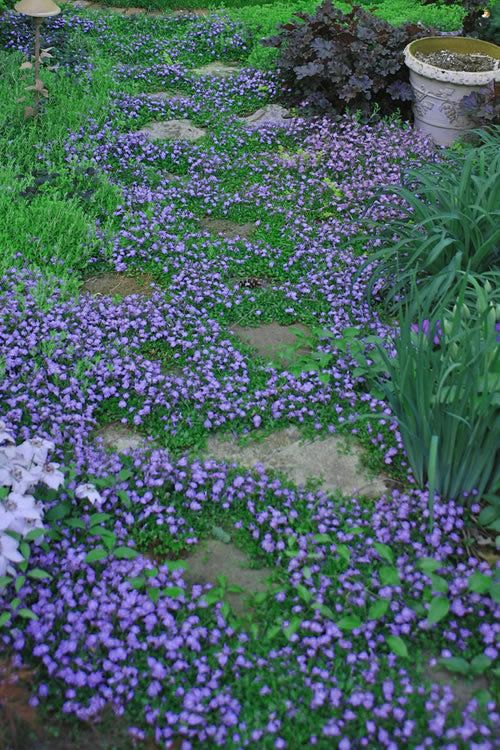  Blue Flowering Mazus - 18 Pack Of 3.5" Pint Pots