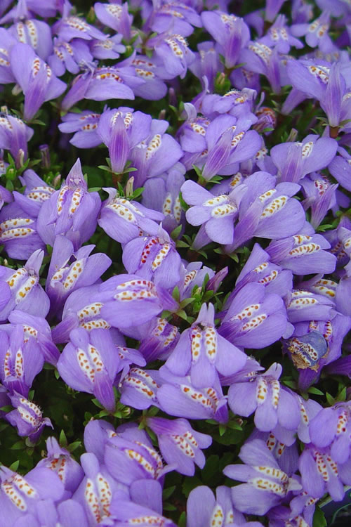  Blue Flowering Mazus - 10 Count Flat Of 4" Pint Pots