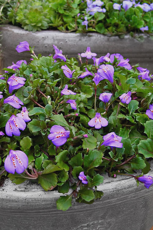  Blue Flowering Mazus - 5 Pack Of Pint Pots