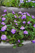  Blue Flowering Mazus - 5 Pack Of Pint Pots