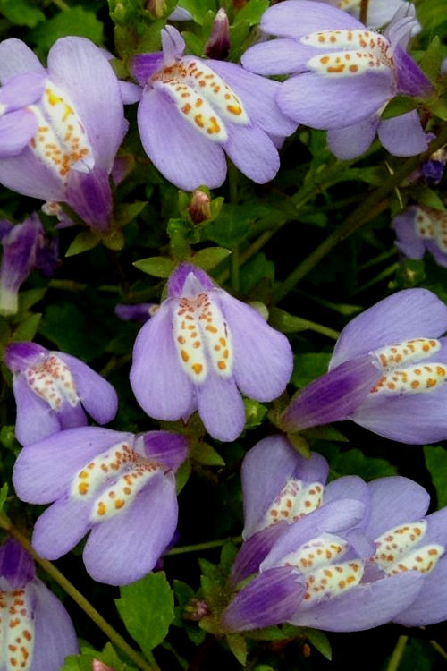  Blue Flowering Mazus - 36 Pack Of 3.5" Pint Pots