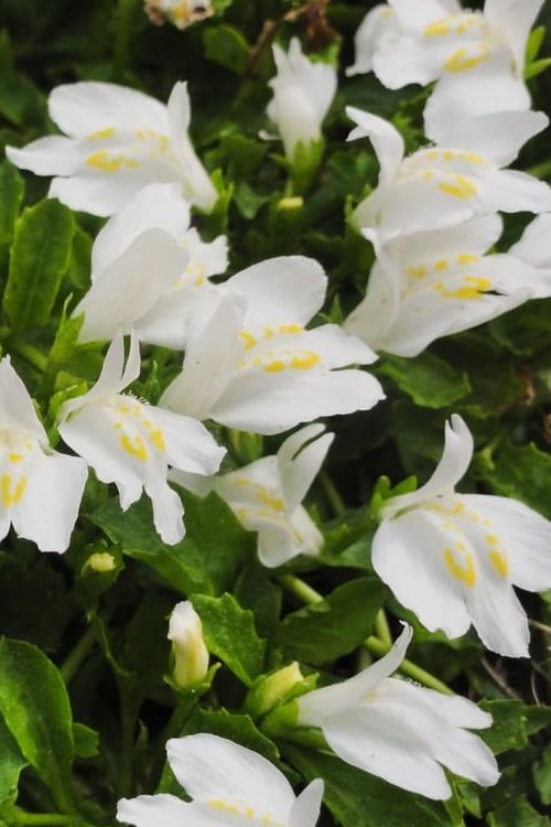  White Flowering Mazus - 18-Pack Of Pint Pots
