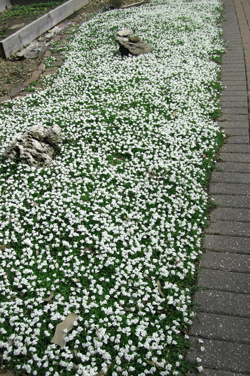  White Flowering Mazus - 6 Pack Of Pint Pots
