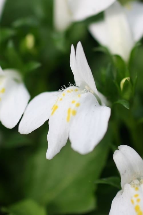  White Flowering Mazus - 10 Pack Of Pint Pots