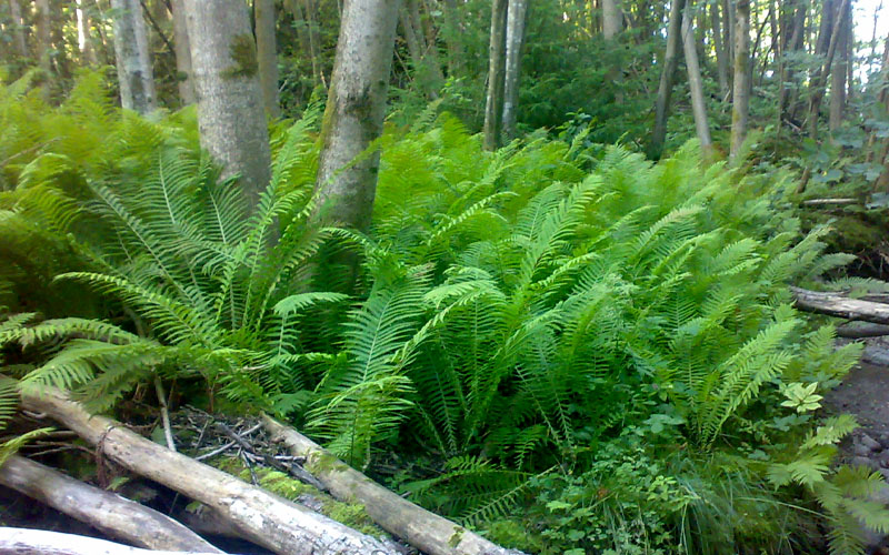  The King Ostrich Fern (Matteuccia Struthiopteris) - 6 Pack Of 1 Gallon Pots