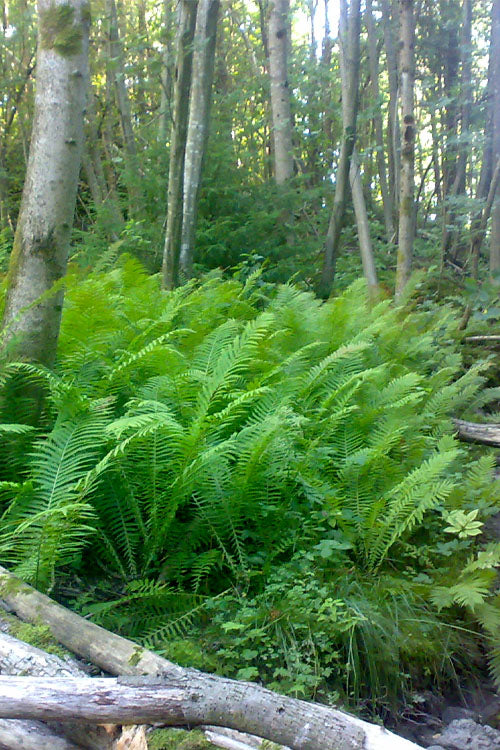  The King Ostrich Fern (Matteuccia Struthiopteris) - 6 Pack Of 1 Gallon Pots