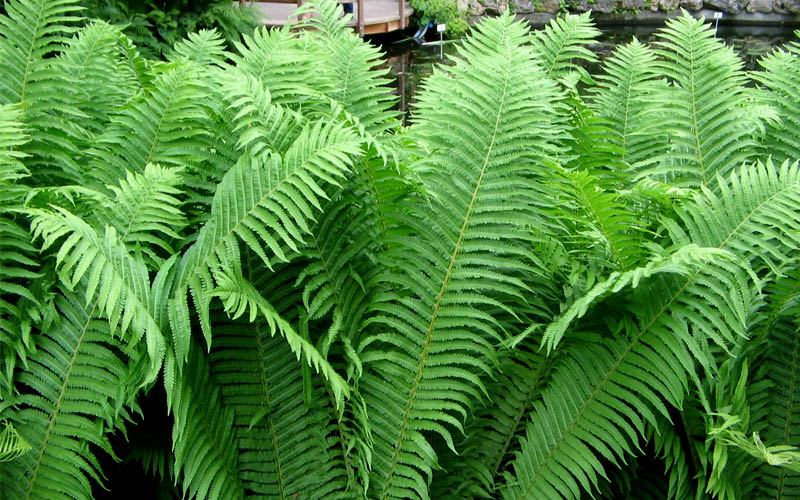  The King Ostrich Fern (Matteuccia Struthiopteris) - 6 Pack Of 1 Gallon Pots