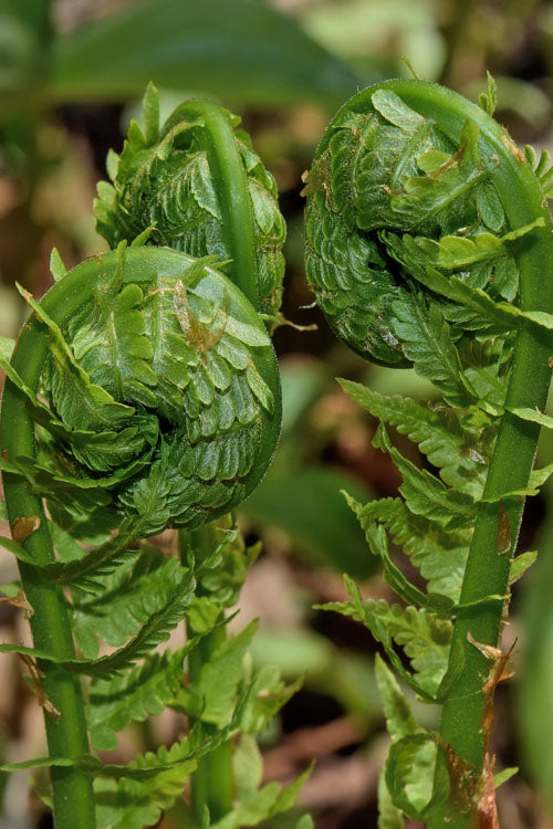  The King Ostrich Fern (Matteuccia Struthiopteris) - 6 Pack Of 1 Gallon Pots