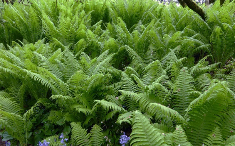  The King Ostrich Fern (Matteuccia Struthiopteris) - 1 Gallon Pot