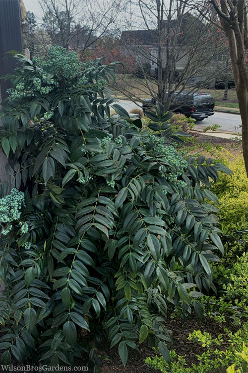  Marvel Mahonia - 2 Gallon Pot