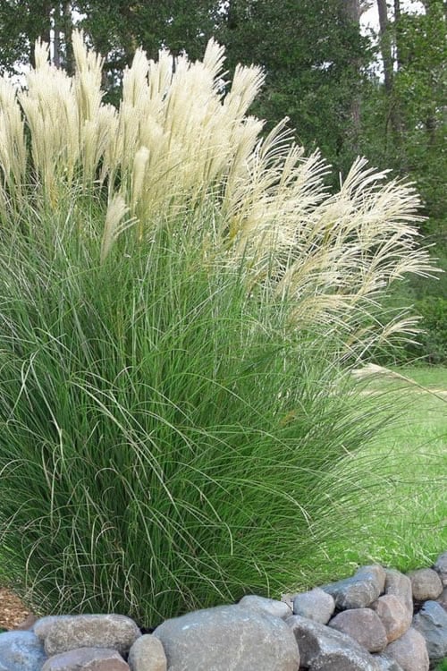  Maiden Grass - Miscanthus Sinensis 'Gracillimus' - 6 Pack Of 1 Gallon Pots