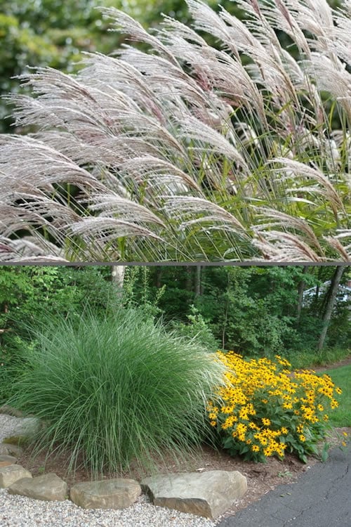  Maiden Grass - Miscanthus Sinensis 'Gracillimus' - 1 Gallon Pot