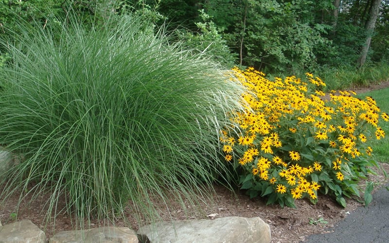  Maiden Grass - Miscanthus Sinensis 'Gracillimus' - 1 Gallon Pot
