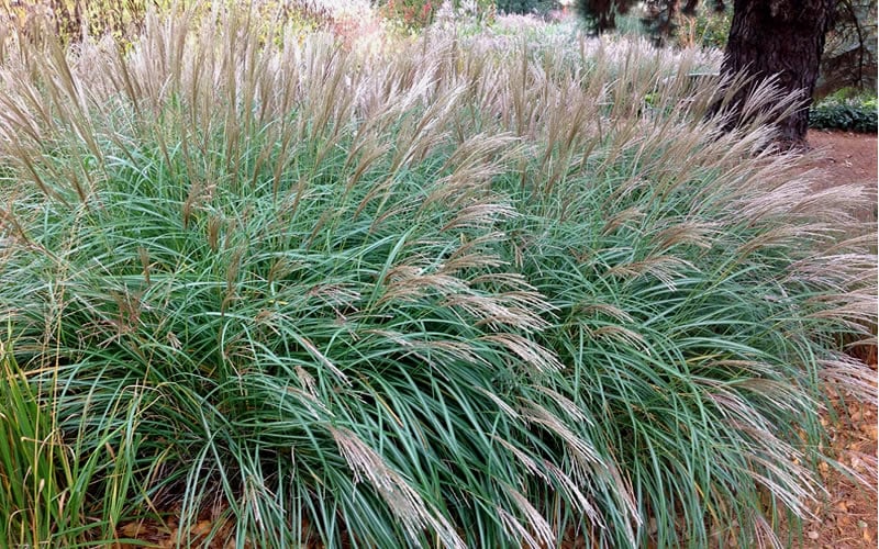  Little Kitten Dwarf Maiden Grass - Miscanthus Sinensis - 1 Gallon Pot