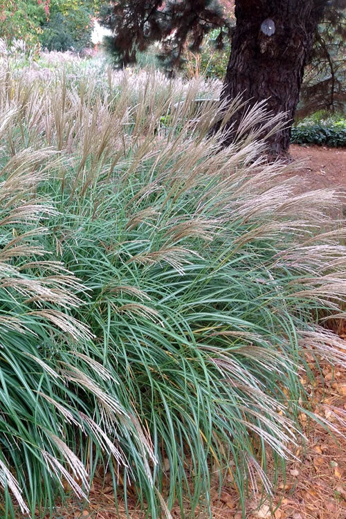  Little Kitten Dwarf Maiden Grass - Miscanthus Sinensis - 6 Pack Of 1 Gallon Pots