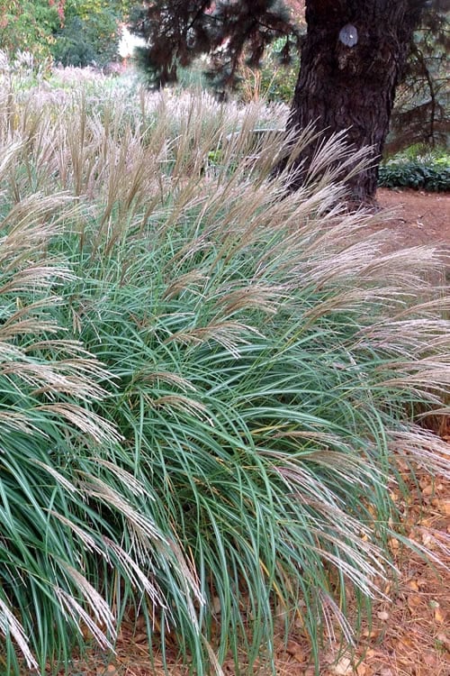  Little Kitten Dwarf Maiden Grass - Miscanthus Sinensis - 1 Gallon Pot