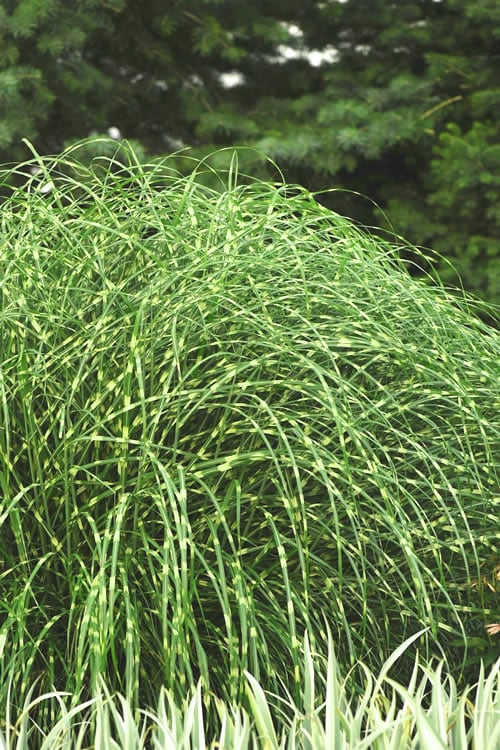  Little Zebra Grass - Miscanthus - 3 Gallon Pot