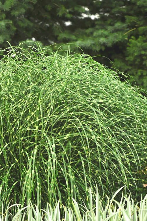  Little Zebra Grass - Miscanthus - 1 Gallon Pot
