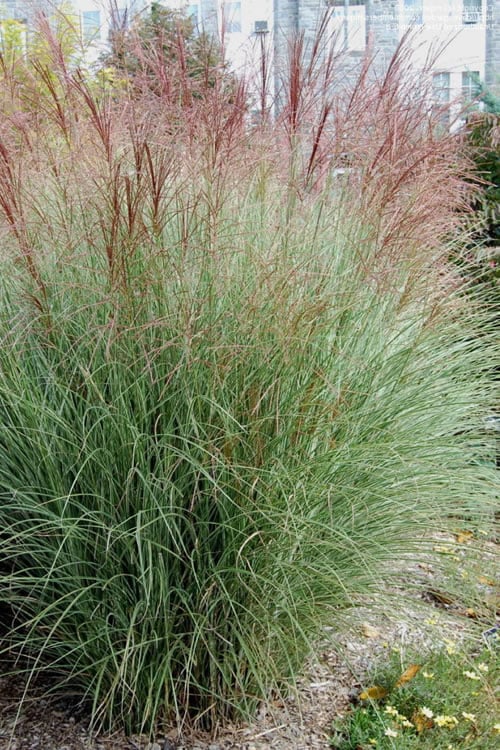  Morning Light Maiden Grass - Miscanthus Sinensis - 3 Gallon Pot