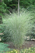  Morning Light Maiden Grass - Miscanthus Sinensis - 3 Gallon Pot