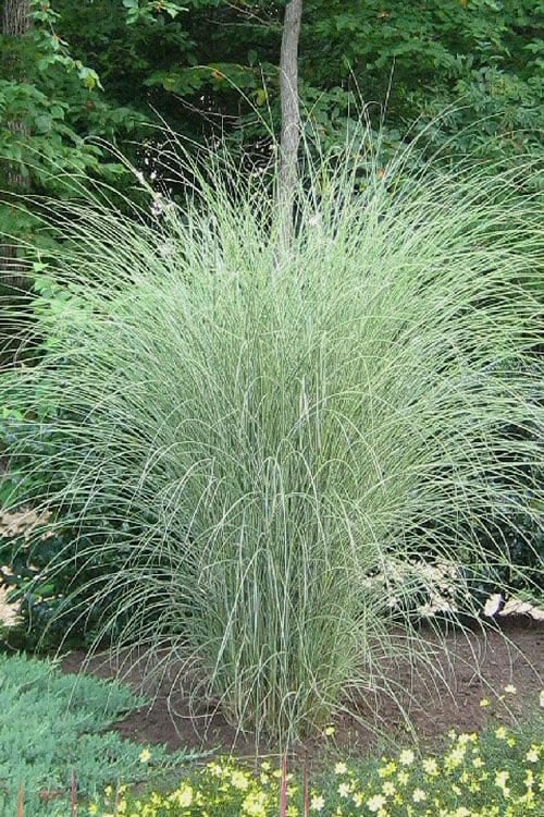  Morning Light Maiden Grass - Miscanthus Sinensis - 3 Gallon Pot