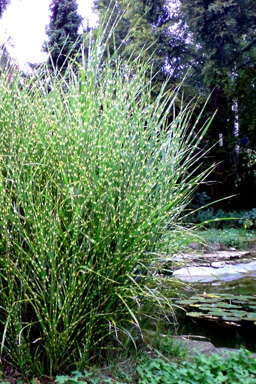  Porcupine Zebra Grass (Miscanthus Sinensis 'Strictus') - 3 Gallon Pot