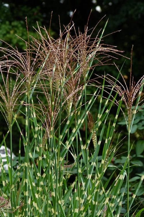  Porcupine Zebra Grass (Miscanthus Sinensis 'Strictus') - 3 Gallon Pot