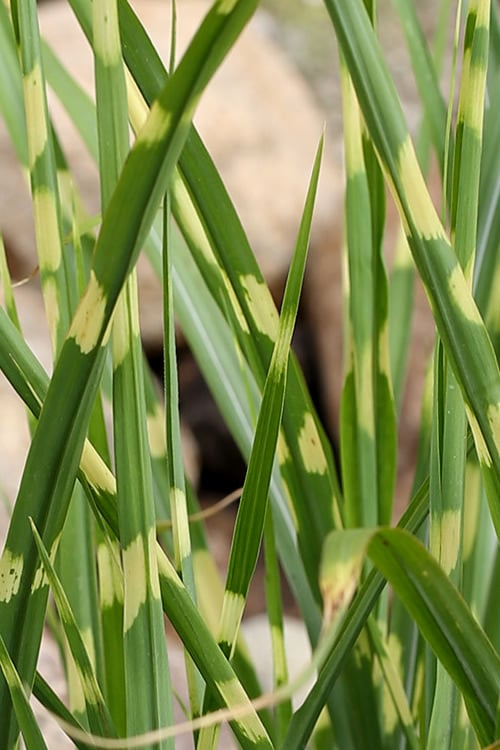  Porcupine Zebra Grass (Miscanthus Sinensis 'Strictus') - 3 Gallon Pot