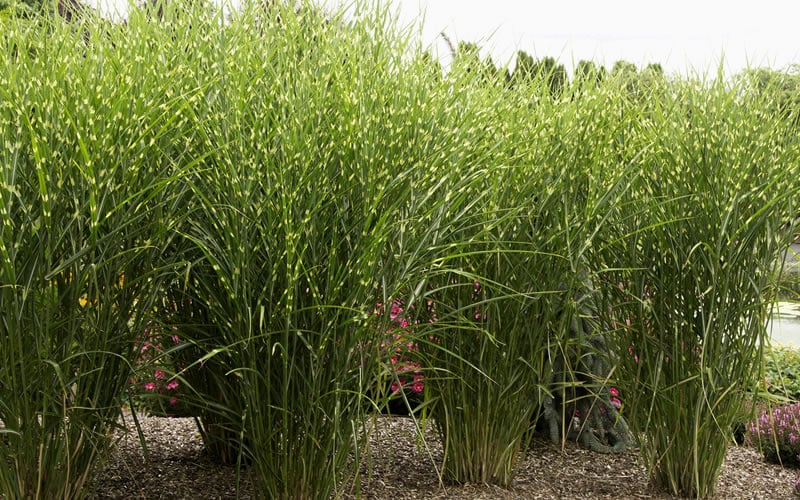  Porcupine Zebra Grass (Miscanthus Sinensis 'Strictus') - 3 Gallon Pot