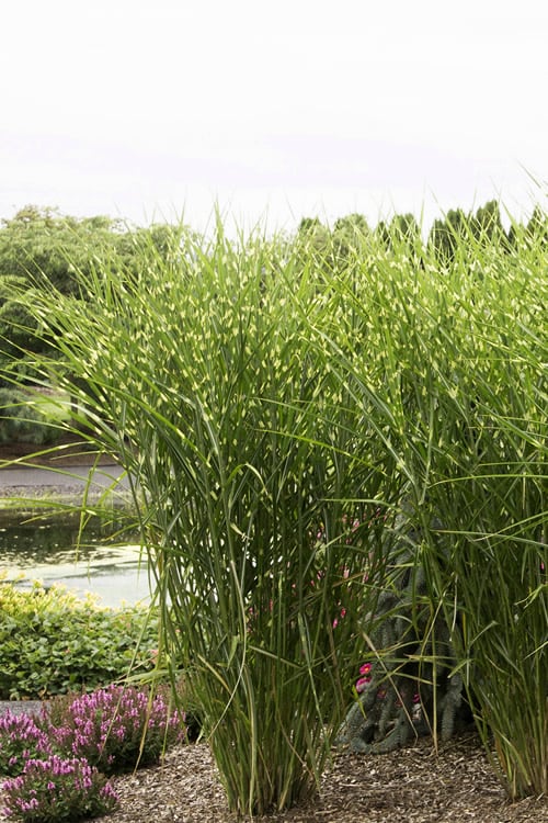  Porcupine Zebra Grass (Miscanthus Sinensis 'Strictus') - 3 Gallon Pot