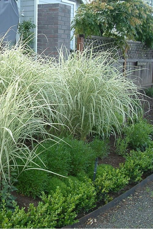  Variegated Maiden Grass - Miscanthus Sinensis 'Variegatus' - 6 Pack Of 1 Gallon Pots