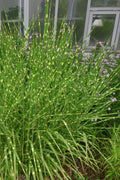  Zebra Grass - Miscanthus Sinensis 'Zebrinus' - 3 Gallon Pot 