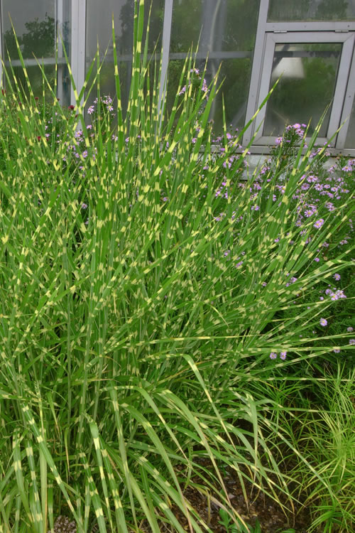 Zebra Grass - Miscanthus Sinensis 'Zebrinus' - 3 Gallon Pot