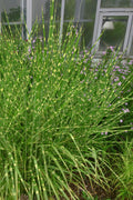  Zebra Grass - Miscanthus Sinensis 'Zebrinus' - 3 Gallon Pot
