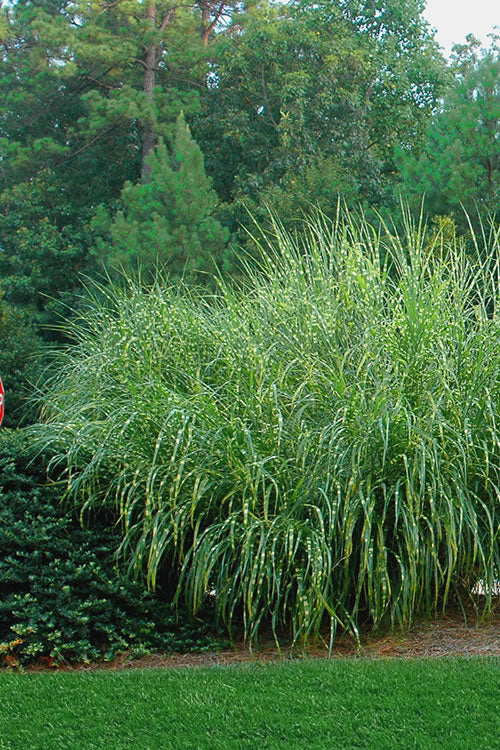  Zebra Grass - Miscanthus Sinensis 'Zebrinus' - 1 Gallon Pot